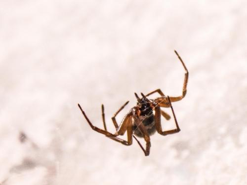 Steatoda sp.