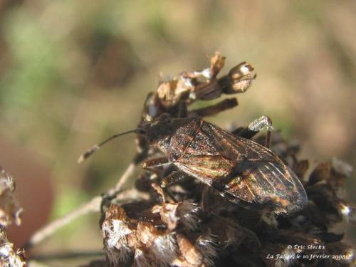 Stictopleurus sp.