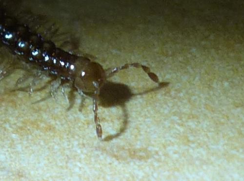 Stosatea italica
