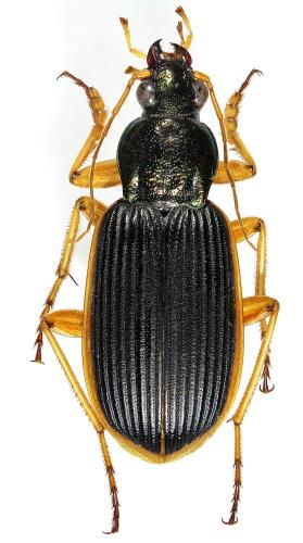 Chlaenius circumdatus