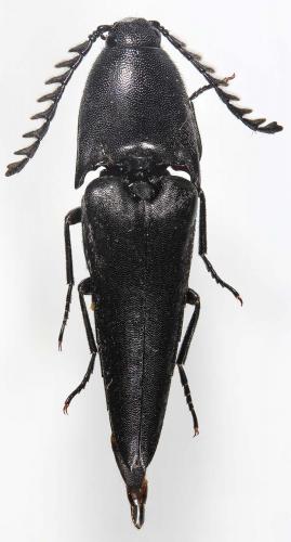 Réf. 197 858 : Parallelostethus acutus