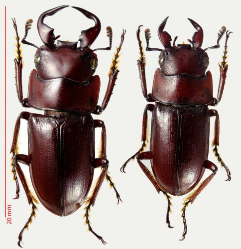 Réf. 197 509 : Macrodorcas groulti