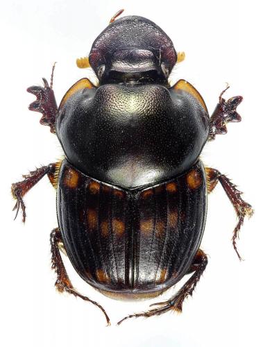 Réf. 197 263 : Onthophagus seniculus