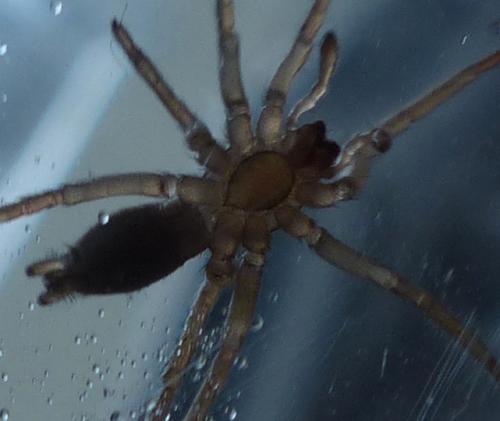 Drassodes sp.