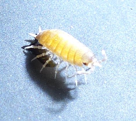 Porcellionides pruinosus
