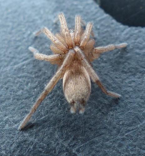 Réf. 197 747 : Drassodes sp.