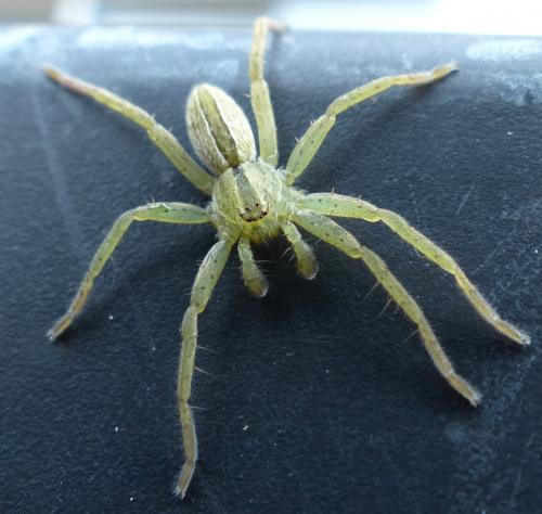 Micrommata ligurina