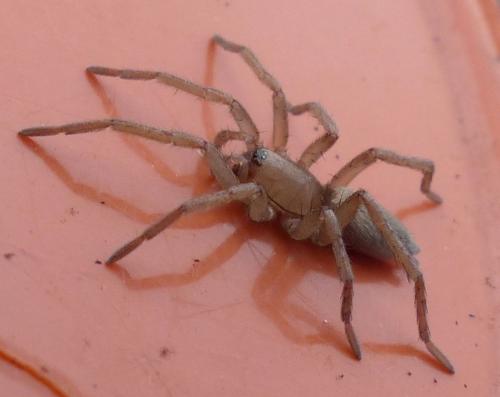 Réf. 197 746 : Drassodes sp.