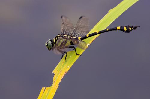Ictinogomphus pertinax