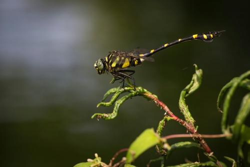 Ictinogomphus pertinax