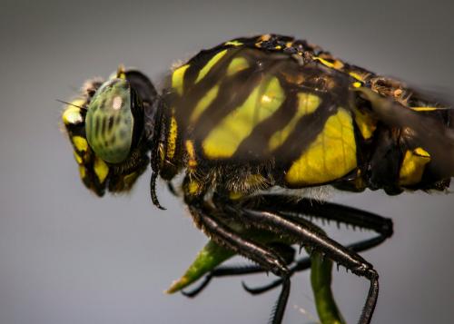 Ictinogomphus pertinax