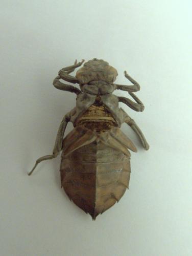 Ictinogomphus pertinax