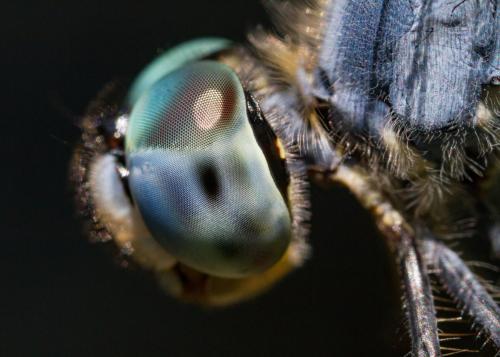 Sympetrum gracile