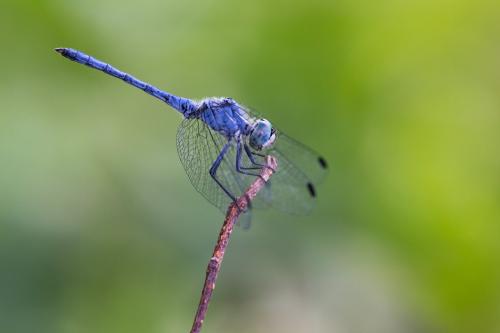 Sympetrum gracile