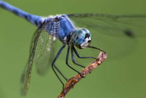 Sympetrum gracile