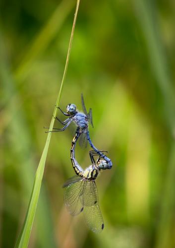 Sympetrum gracile