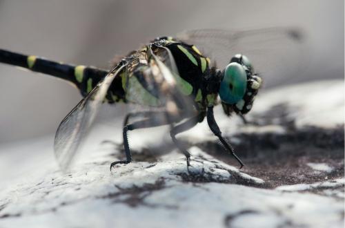 Melligomphus viridicostus