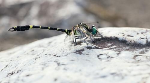 Réf. 197 666 : Melligomphus viridicostus