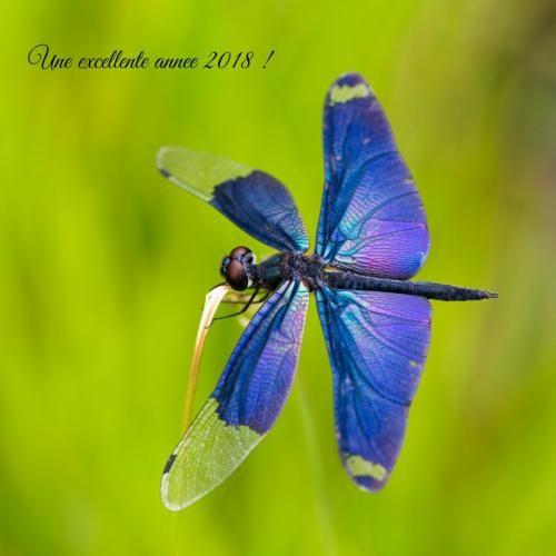 Rhyothemis fuliginosa