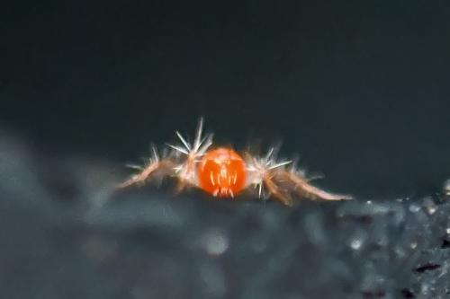 Erythracarus epigeus