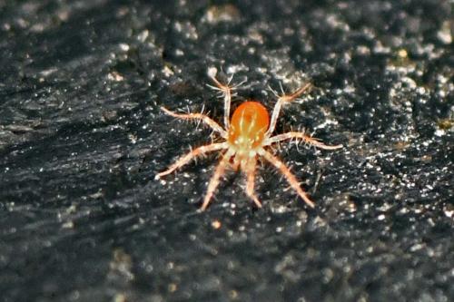 Erythracarus epigeus