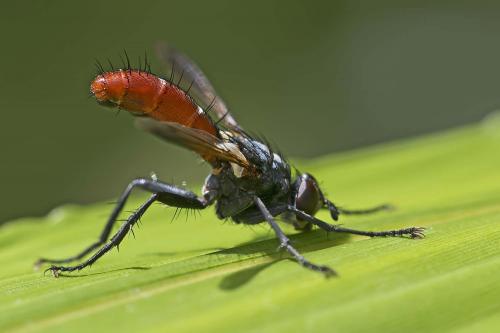 Réf. 197 223 : Cylindromyia bicolor