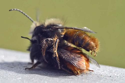 Osmia cornuta