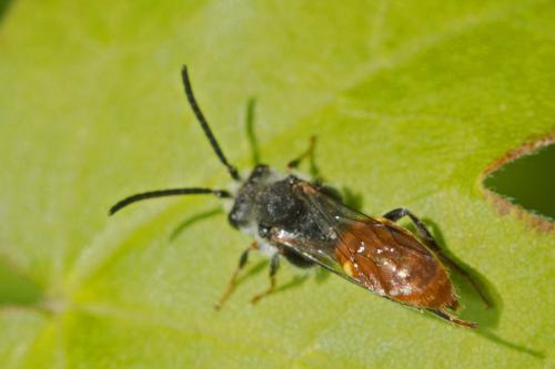 Nomada sp.