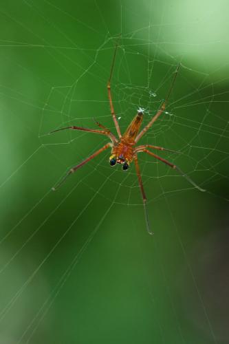 Réf. 197 388 : Nephila pilipes
