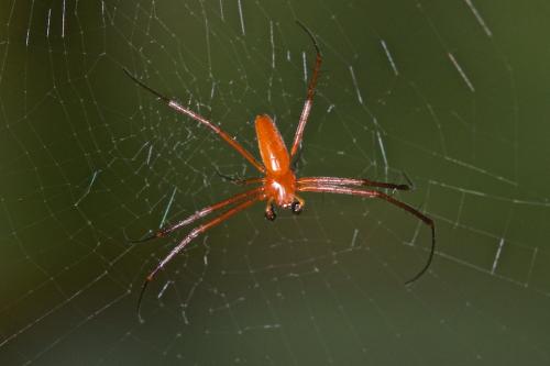 Réf. 197 389 : Nephila pilipes