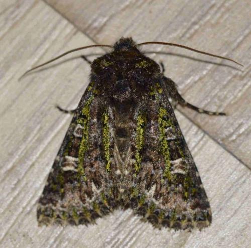 Valeria jaspidea
