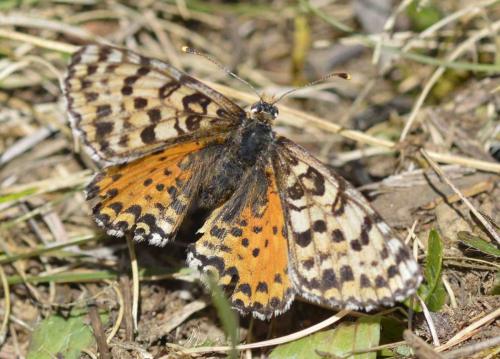 Réf. 197 565 : Melitaea didyma
