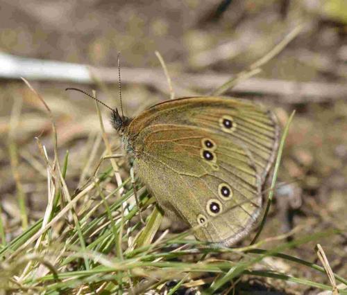 Réf. 197 597 : Aphantopus hyperantus