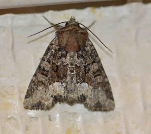 Réf. 197 201 : Oligia sp.