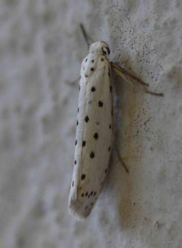 Yponomeuta sp.