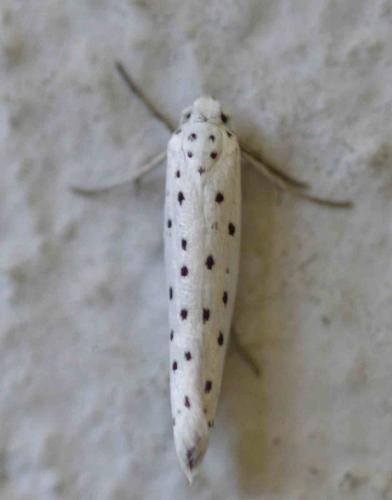 Yponomeuta sp.