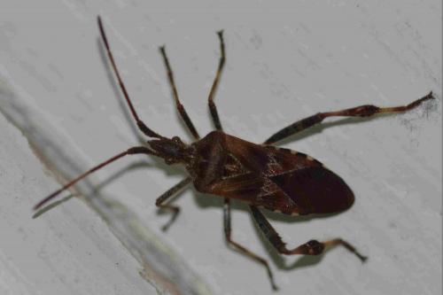 Réf. 197 510 : Leptoglossus occidentalis