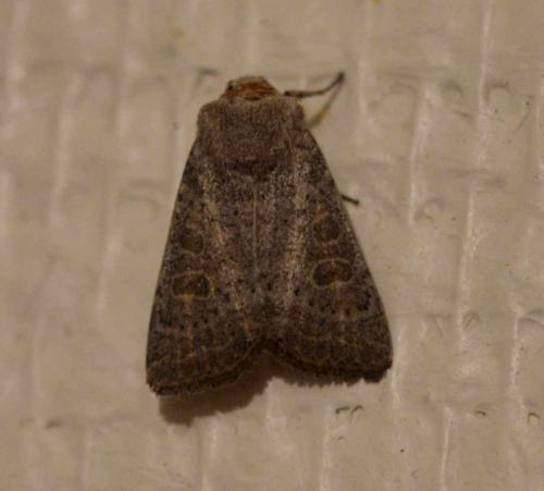Réf. 197 237 : Hoplodrina sp.