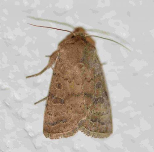 Réf. 197 604 : Hoplodrina octogenaria