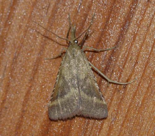 Réf. 197 260 : Synaphe punctalis