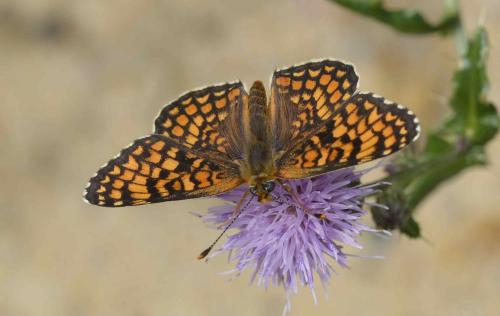 Réf. 197 252 : Melitaea phoebe