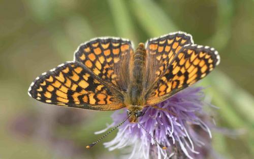 Réf. 197 251 : Melitaea phoebe