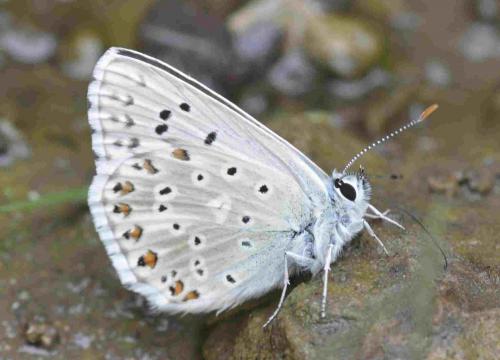 Réf. 197 772 : Polyommatus sp.