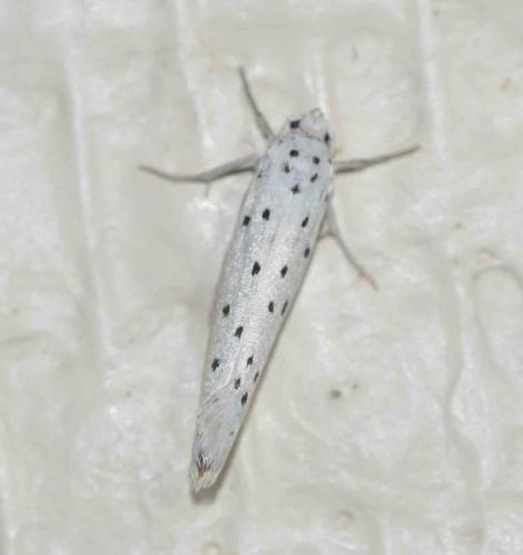 Yponomeuta sp.