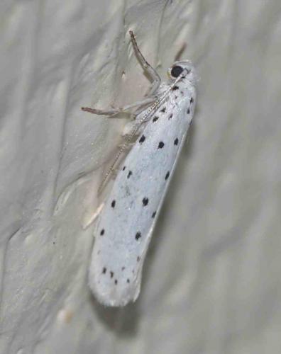 Yponomeuta sp.