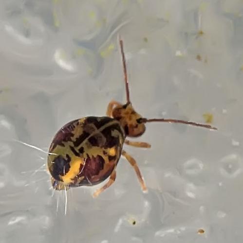 Réf. 197 204 : Dicyrtomina ornata