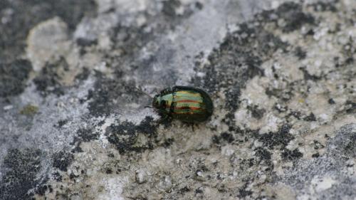 Chrysolina americana