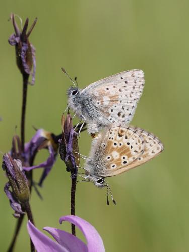 Agriades podarce