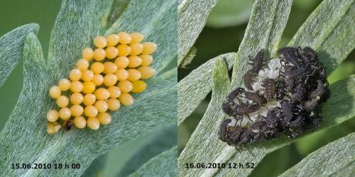 Harmonia axyridis