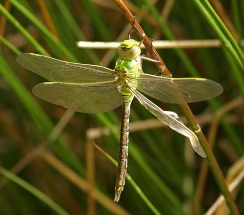 Anax imperator